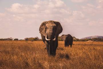 unit_5_learning_basics_of_animals_in_africa_lv_2